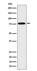 Western blot analysis of DPP3 expression in 293T cell lysate.