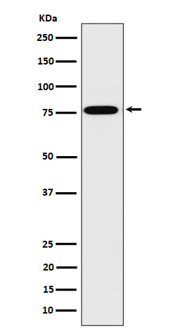 Western blot analysis of DPP3 expression in 293T cell lysate.