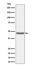 Western blot analysis of BCKDK expression in HeLa cell lysate.