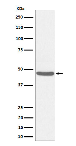 Western blot analysis of BCKDK expression in HeLa cell lysate.