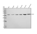 Anti-Apg10 (Atg10) Rabbit Monoclonal Antibody