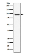 Western blot analysis of USP13 expression in HepG2 cell lysate.