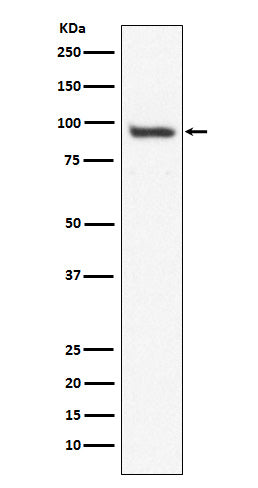 Western blot analysis of USP13 expression in HepG2 cell lysate.