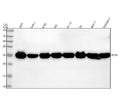 Anti-RPS8 Rabbit Monoclonal Antibody