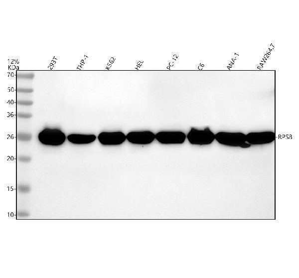 Anti-RPS8 Rabbit Monoclonal Antibody