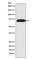 Western blot analysis of Themis expression in Jurkat cell lysate.