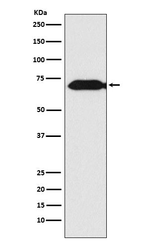 Western blot analysis of Themis expression in Jurkat cell lysate.