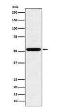Anti-Human IgG2 Rabbit Monoclonal Antibody