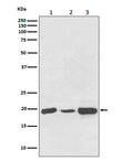 Western blot analysis of NDUFB8 expression in (1) HeLa cell lysate; (2) NIH/3T3 cell lysate; (3) PC12 cell lysate.