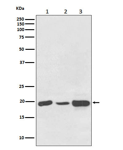 Western blot analysis of NDUFB8 expression in (1) HeLa cell lysate; (2) NIH/3T3 cell lysate; (3) PC12 cell lysate.