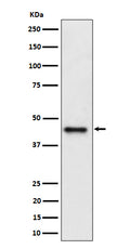 Western blot analysis of DAZAP1 expression in Jurkat cell lysate.