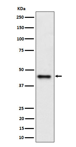 Western blot analysis of DAZAP1 expression in Jurkat cell lysate.