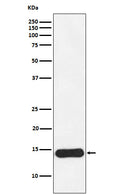 Western blot analysis of CRABP1 expression in MCF7 cell lysate.