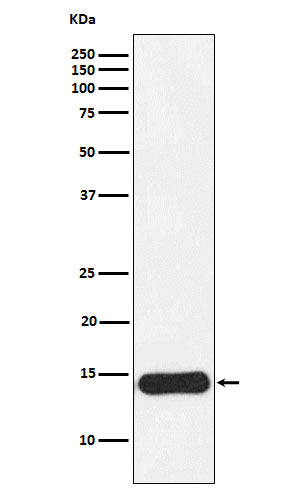 Western blot analysis of CRABP1 expression in MCF7 cell lysate.