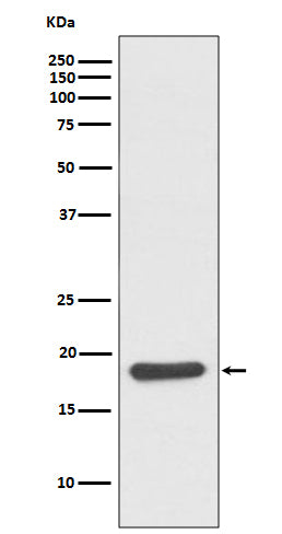 Western blot analysis of Hsp20 expression in mouse skeletal muscle lysate.