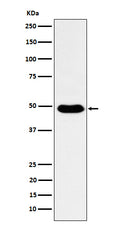 Western blot analysis of COPS3 expression in HeLa cell lysate.