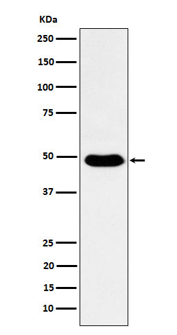 Western blot analysis of COPS3 expression in HeLa cell lysate.