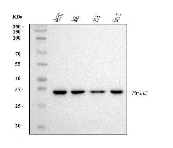 Anti-Cyclophilin E/PPIE Antibody Picoband® (monoclonal, 7F2)
