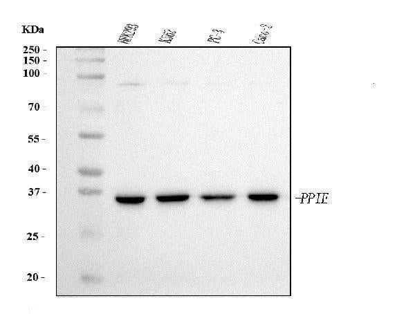Anti-Cyclophilin E/PPIE Antibody Picoband® (monoclonal, 4I9)