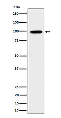 Western blot analysis of GRAF expression in HeLa cell lysate.