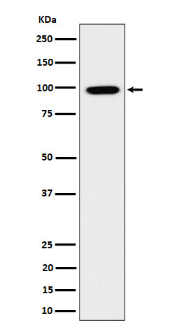 Western blot analysis of GRAF expression in HeLa cell lysate.