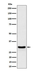 Western blot analysis of FRAT1 expression in HeLa cell lysate.