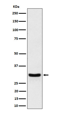 Western blot analysis of FRAT1 expression in HeLa cell lysate.