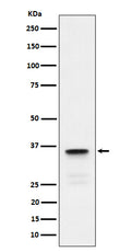 Western blot analysis of Lactate Dehydrogenase C expression in human testis lysate.