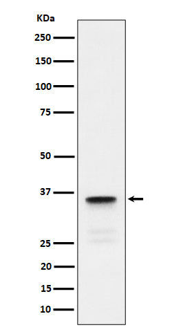 Western blot analysis of Lactate Dehydrogenase C expression in human testis lysate.
