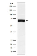 Western blot analysis of Nectin 2 expression in SW480 cell lysate.