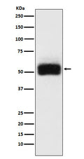 Western blot analysis of MMP17 expression in HeLa cell lysate.