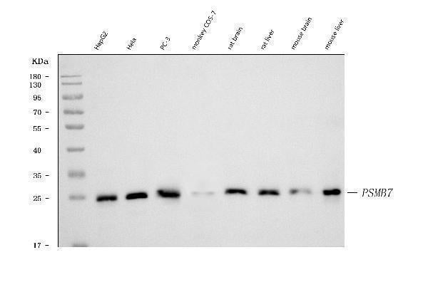 Anti-Proteasome 20S beta 7/PSMB7 Antibody Picoband® (monoclonal, 3H6C8)