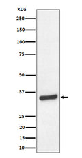 Western blot analysis of TCEA1 expression in HeLa cell lysate.