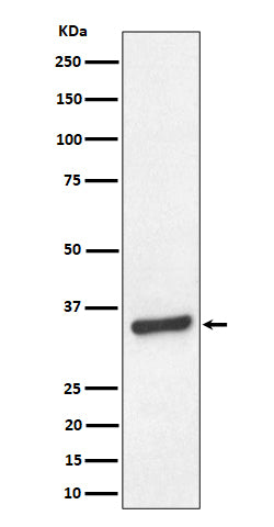 Western blot analysis of TCEA1 expression in HeLa cell lysate.