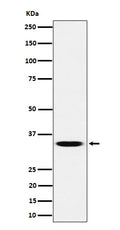 Western blot analysis of TCEA1 expression in HeLa cell lysate.