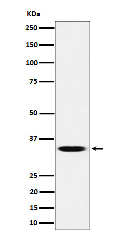 Western blot analysis of TCEA1 expression in HeLa cell lysate.