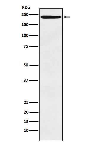 Western blot analysis of LY75 expression in Human tonsil lysate.