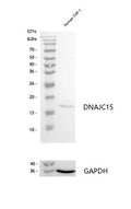Anti-DNAJC15 Rabbit Monoclonal Antibody