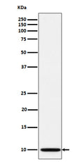 Western blot analysis of NDUFA1 expression in A673 cell lysate.