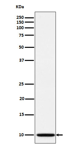 Western blot analysis of NDUFA1 expression in A673 cell lysate.