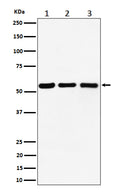 Western blot analysis of PRPF4 expression in (1) Raji cell lysate; (2) RAW 264.7 cell lysate; (3) C6 cell lysate.
