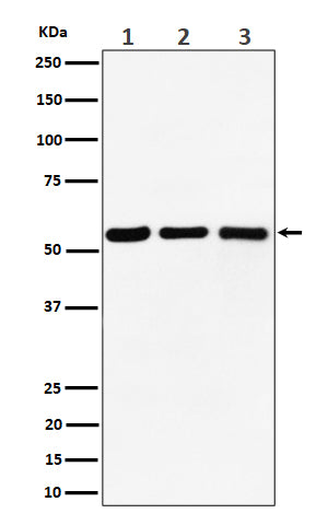 Western blot analysis of PRPF4 expression in (1) Raji cell lysate; (2) RAW 264.7 cell lysate; (3) C6 cell lysate.