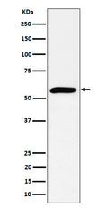 Western blot analysis of PRPF4 expression in HeLa cell lysate.