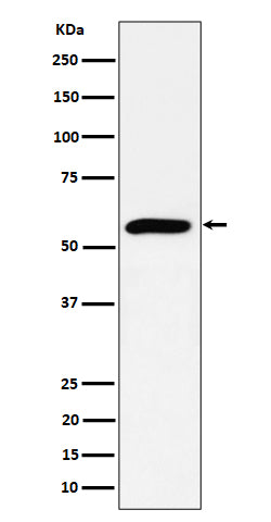 Western blot analysis of PRPF4 expression in HeLa cell lysate.