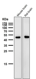 All lanes use the Antibody at 1:1K dilution for 1 hour at room temperature.