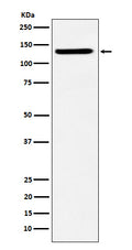 Western blot analysis of SF3B3 expression in HeLa cell lysate.