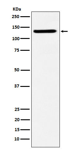 Western blot analysis of SF3B3 expression in HeLa cell lysate.