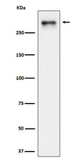 Western blot analysis of USP24 expression in HeLa cell lysate.