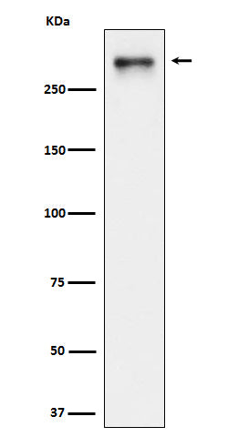 Western blot analysis of USP24 expression in HeLa cell lysate.