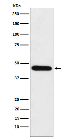 Western blot analysis of CDC123 expression in HeLa cell lysate.